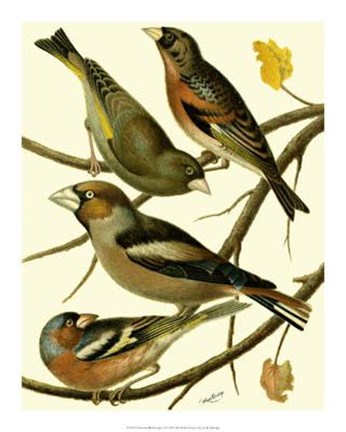 Framed Domestic Bird Family II Print