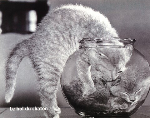 Framed Le Bol Du Chaton Print