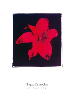 Framed Tapp Franke - Red Flowers Print