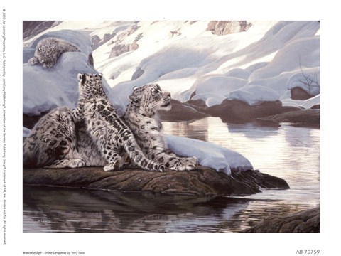 Framed Watchful Eye - Snow Leopards Print