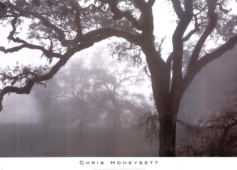 Framed Oaks In Fog, Mendocino Print
