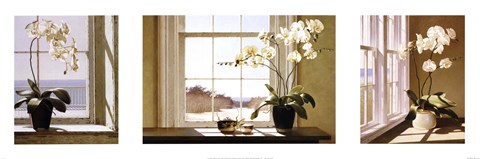 Framed Orchid Tryptych Print