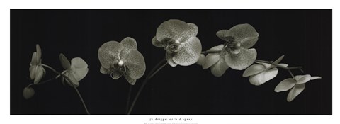 Framed Orchid Spray Print