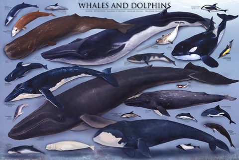 Framed Whales And Dolphins Print