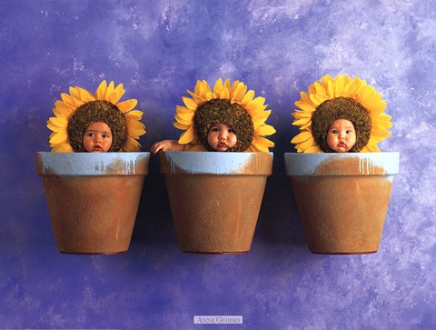 Framed Sunflower Trio Print