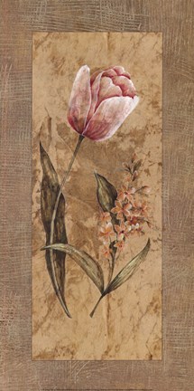 Framed Antique Tulip Print