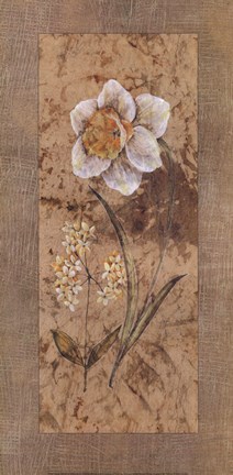 Framed Antique Daffodil Print