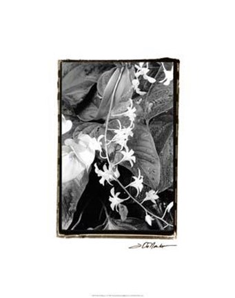 Framed Floral Elegance I Print