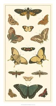Framed Butterfly Panel I Print