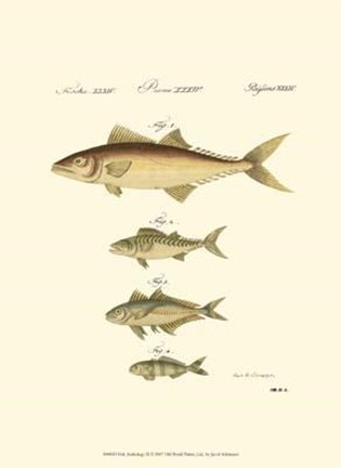 Framed Fish Anthology II Print