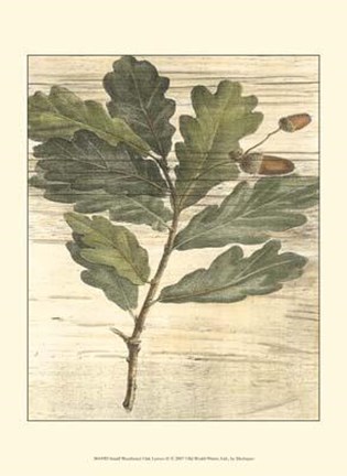 Framed Small Weathered Oak Leaves II Print
