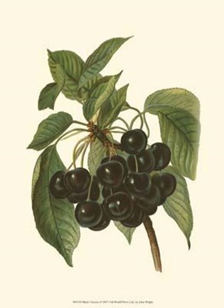 Framed Black Cherries Print