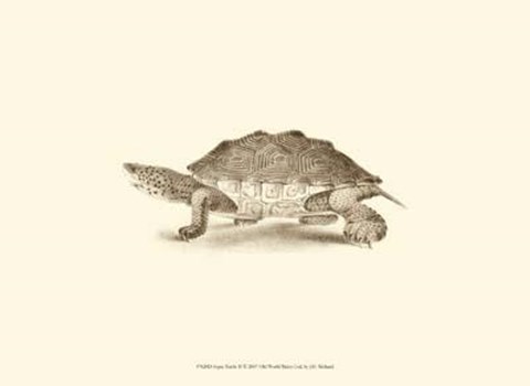 Framed Sepia Turtle II Print