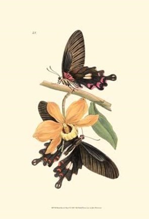 Framed Butterflies and Flora II Print