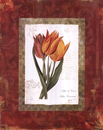 Framed Tulip De Gesner Print