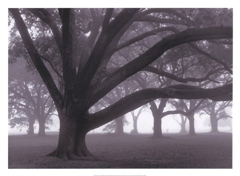 Framed Oak Grove in Fog (black &amp; white) Print