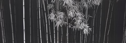 Framed Bamboo - China Print