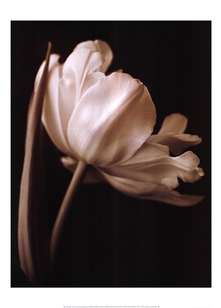 Framed Champagne Tulip I Print