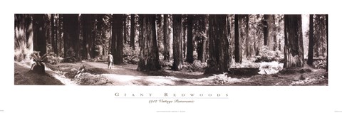 Framed Giant Redwoods Print
