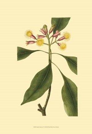Framed Tropical Ambrosia IV Print