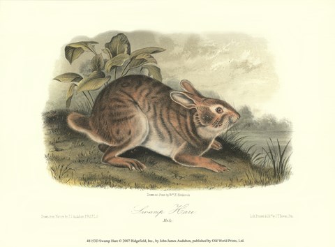 Framed Swamp Hare Print