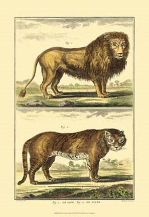 Framed Lion and Tiger Print