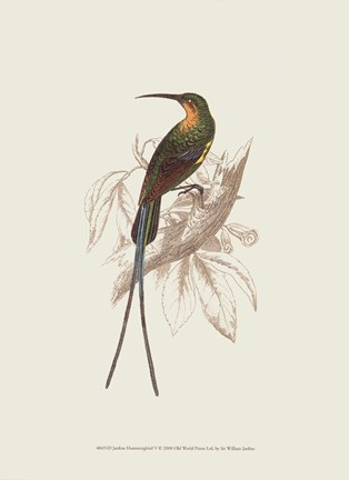 Framed Hummingbird V Print