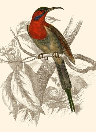 Framed Hummingbird VI Print