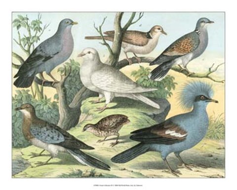 Framed Avian Collection III Print