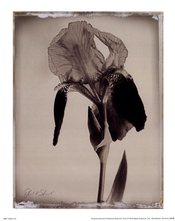 Framed Sepia Iris Print