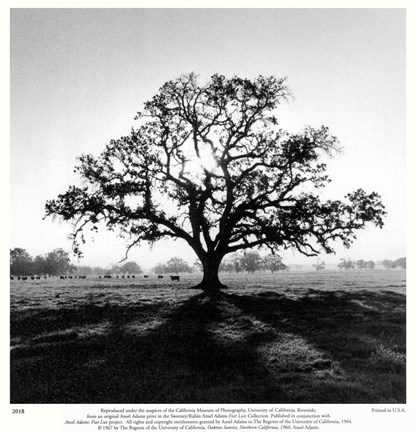 Framed Oak Tree, Sunrise Print