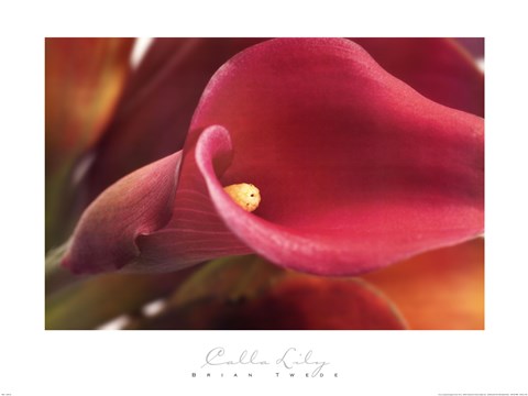Framed Calla Lily Print