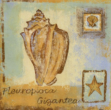 Framed Pleurploca Gigantea Print