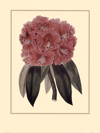 Framed Regal Rhododendron Print