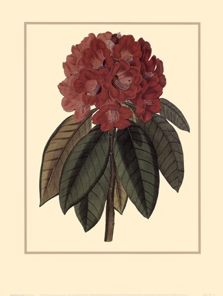 Framed Rhododendron Rojo Print