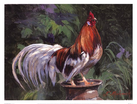 Framed Red And White Rooster Print