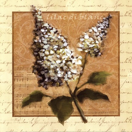Framed White Lilac Square Print