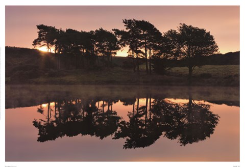 Framed Trees in Reflection I Print