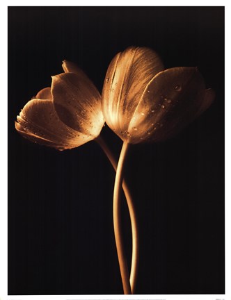 Framed Illuminated Tulips I Print