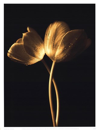 Framed Illuminated Tulips I Print