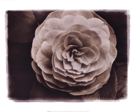 Framed Camellia II Print
