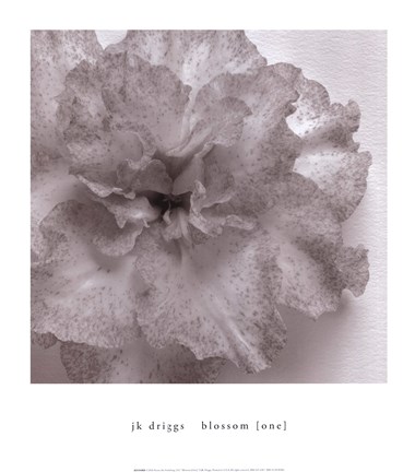 Framed Blossom [One] Print