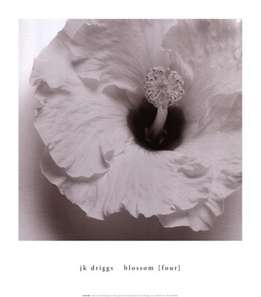 Framed Blossom [Four] Print