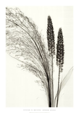 Framed Broom Grass Print