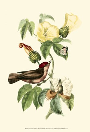 Framed Cuvier Exotic Birds I Print