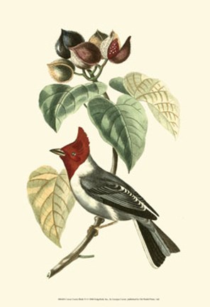 Framed Cuvier Exotic Birds VI Print