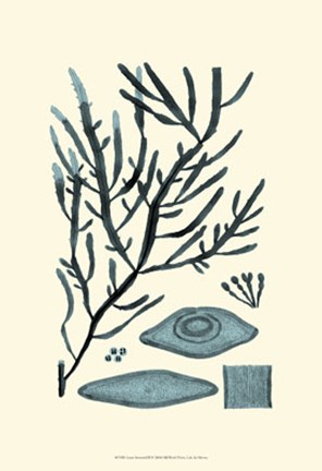 Framed Azure Seaweed III Print