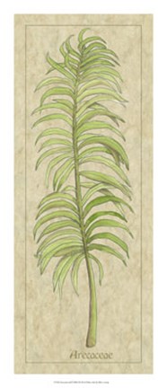 Framed Arecaceae Leaf Print