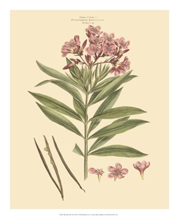 Framed Blushing Pink Florals III Print