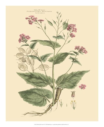Framed Blushing Pink Florals VII Print